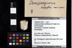 Foto (Objket + Etiketten) von Cretatrizocheles doerflesensis (Fraaije et al., 2019) 